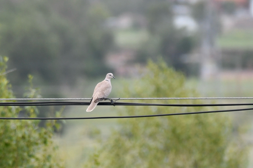 Eurasian Collared-Dove