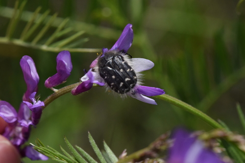 Apple Blossom Beetle