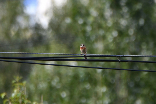 Meadow Bunting