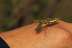 Callimantis antillarum