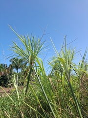 Cyperus giganteus