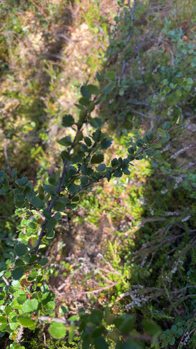 Dwarf Birch