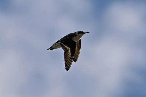 iNaturalist image