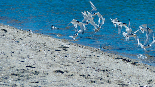 iNaturalist image