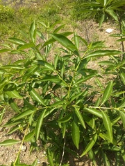 Morinda pubescens
