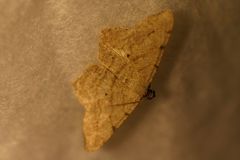 Macaria aequiferaria