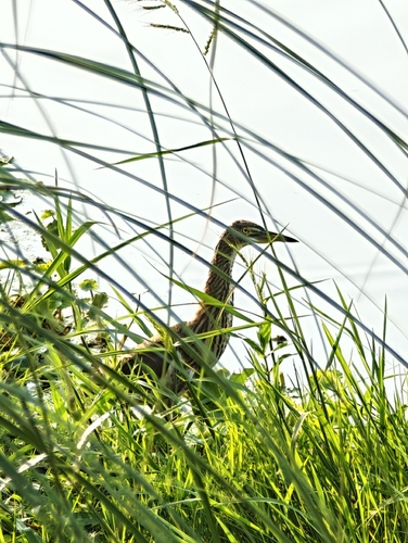 Chinese Pond-Heron