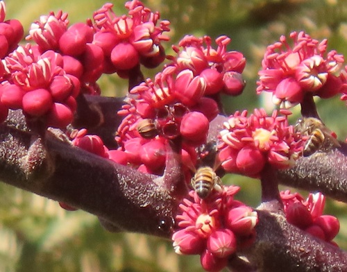 Australian Umbrella Tree