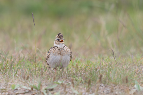 Eurasian Skylark