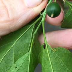 Pachypsylla celtidisgemma