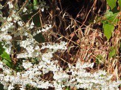Fallopia dumetorum