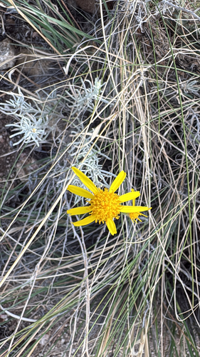 threadleaf groundsel