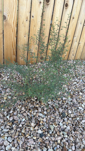 feather dalea