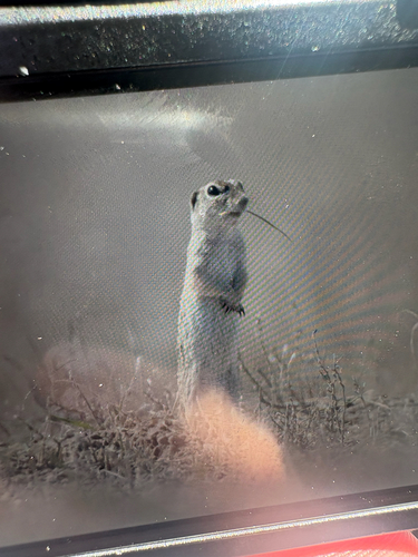 Spotted Ground Squirrel