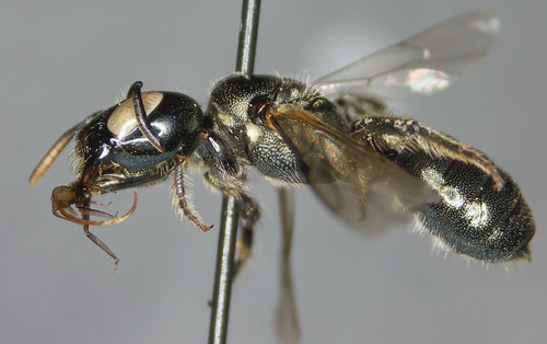 Ceratina neomexicana