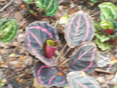 Goeppertia roseopicta