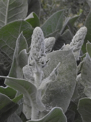 Verbascum bombyciferum