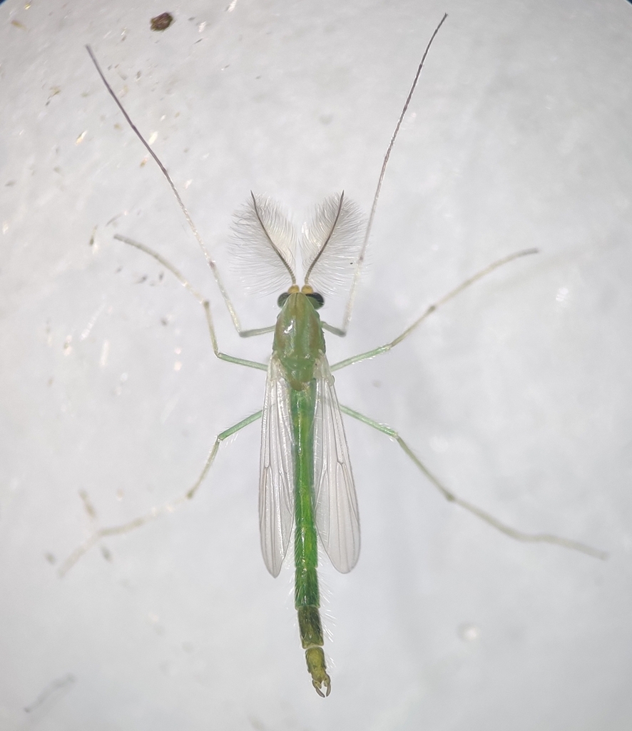 Caulochironomus