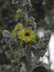 Verbascum bombyciferum