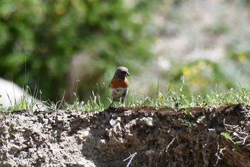 iNaturalist image