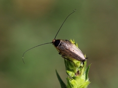Ectobius erythronotus