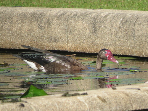 iNaturalist image