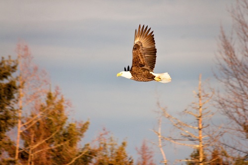 Bald Eagle photographed in Maine