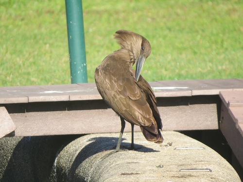 iNaturalist image