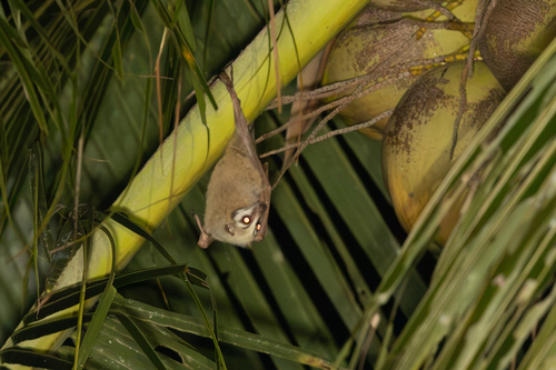 Pteropus personatus