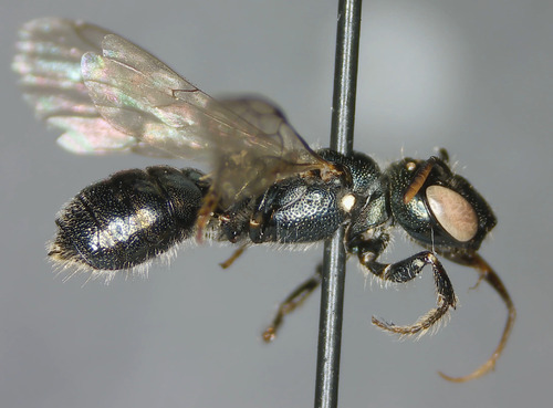 Ceratina neomexicana