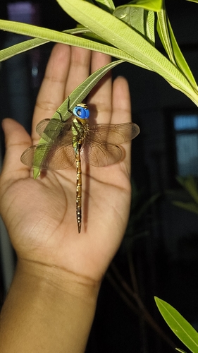 Rusty Darner