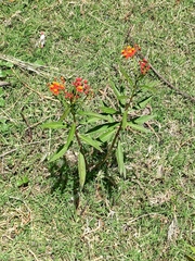 Asclepias curassavica