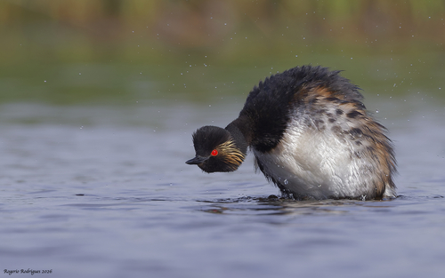 iNaturalist: (c) R.Rodrigues, some rights reserved (CC BY-NC), uploaded by R.Rodrigues iNaturalist image