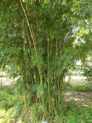 Bambusa laxa