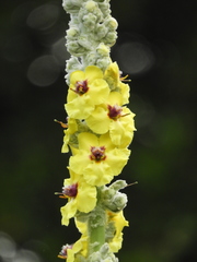 Verbascum bombyciferum
