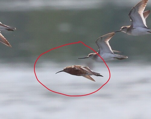 iNaturalist image