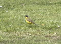 Motacilla flava thunbergi
