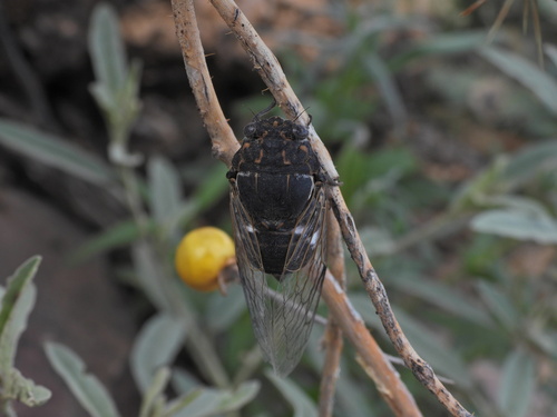 Common Cactus Dodger