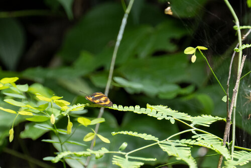 Small Yellow Sailer