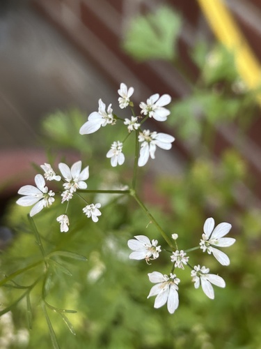 Coriandrum sativum