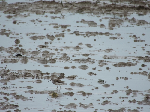 iNaturalist image
