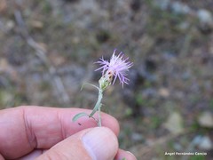 Centaurea aristata