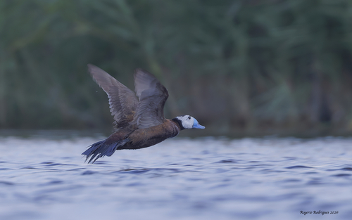 White-headed Duck, photo 9 of 9