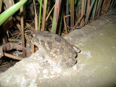 Sclerophrys regularis