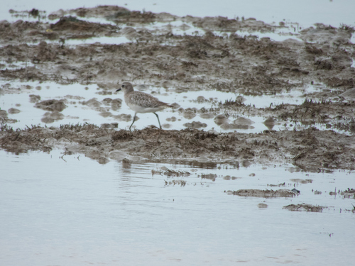 iNaturalist image