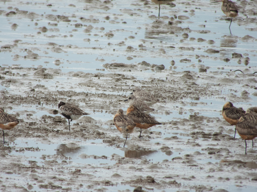 iNaturalist image