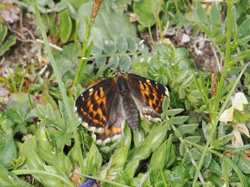 Polycaena lua