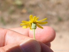 Jacobaea minuta