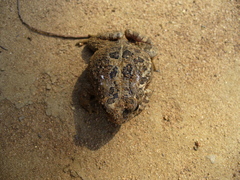 Sclerophrys regularis