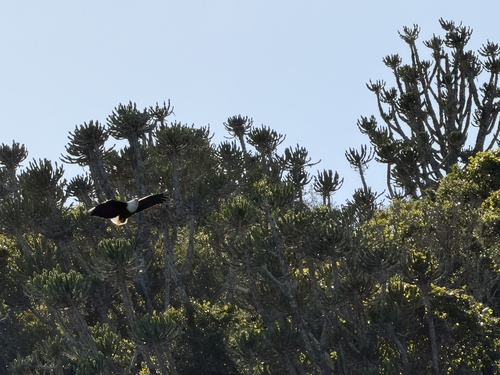 iNaturalist image